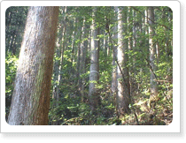 熊野川流域の木材　熊野材
