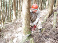 間伐による山の保全